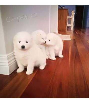 Samojed ..�t��ata