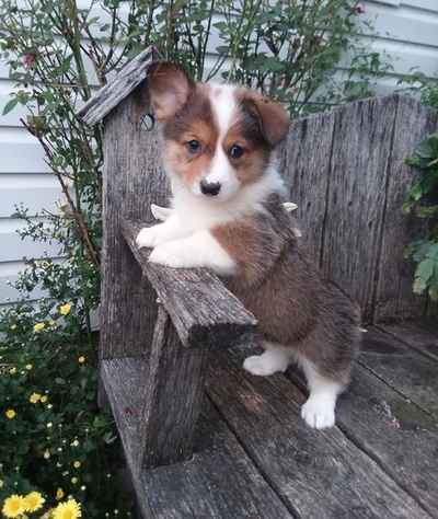 Welsh Corgi �t���tka