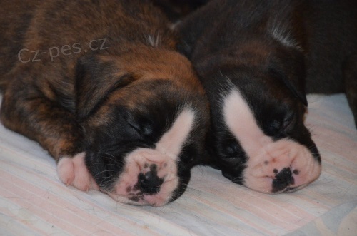 N�meck� boxer s PP 