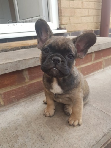 ohromuj�c� francouzsk� �t���tka p�ipravena j�t