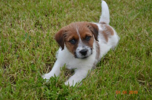 Jack Russell teri�r s PP - super cena