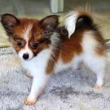 roztomil� a zdrav� �t���tka papillion p�ipravena j�t