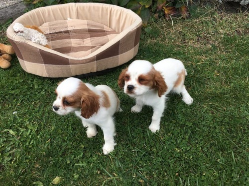 kaval�r king charles �pan�l k dispozici