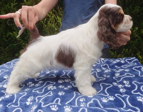 zdrav� �t��ata Americk� kokr�pan�l 