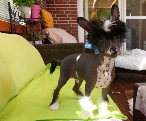 zdrav� �t��ata ��nsk� chocholat�