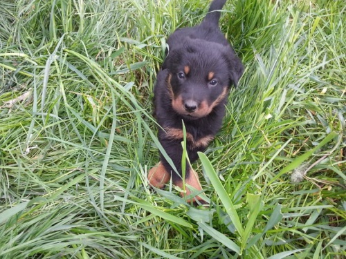 vz�cn� �t���tka Beauceron zoufale pot�ebuj� nov� domovy