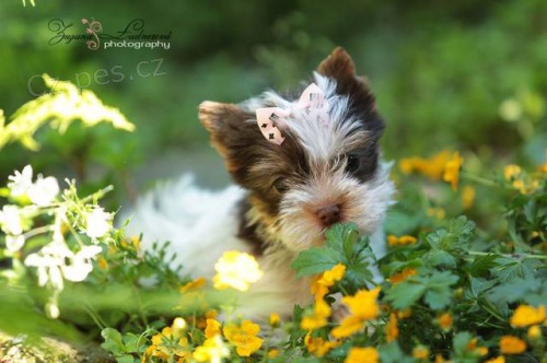 York��rkov� s PP