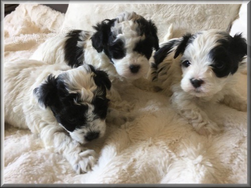 Rusk� barevn� bolonka - �t���tka