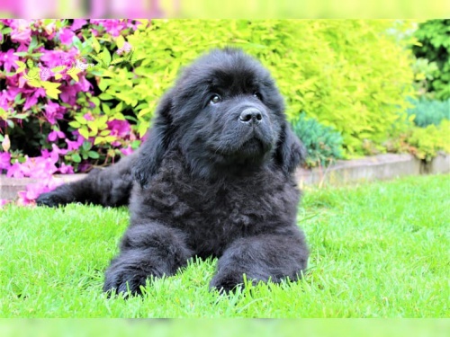 �t��ata newfoundland �t���tek p�ipravena ud�lat krok ��t pod nov�mi rodi�i