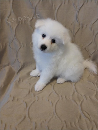 Japonsk� �pice �t��ata k dispozici