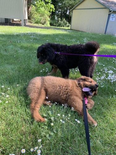 �t��ata tibetsk�ho doga �ist� �t���tka maj� 3 m�s�ce. Linka �ampion�tu. �istokrevn�, z�b�ry / o�kov�n� aktu�ln� s dokumentac�. , pasy.