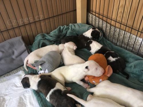 Anglick� bullterrier s PP bulterier