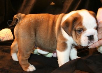 kr�sn� �t���tka p�ipravena na sv�j nov� domov