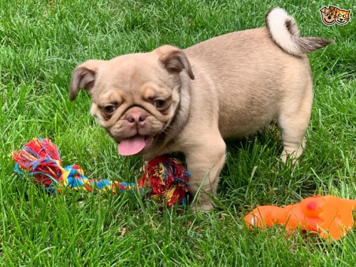 roztomil� mops �t��ata p�ipraven pro sv�j nov� domov