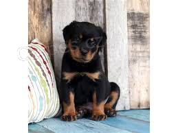 roztomil� a roztomil� �t���tka p�ipravena na nov� domov