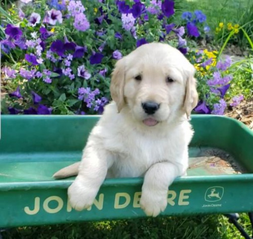 Nav�dy �t��ata zlat�ho retr�vra