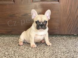 KR�SN� �T��ATA HLED� DOBR� DOM�