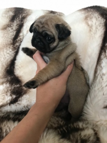 KR�SN� �T��ATA HLED� DOBR� DOM�