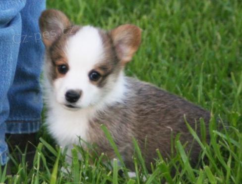 KR�SN� �T��ATA HLED� DOBR� DOM�