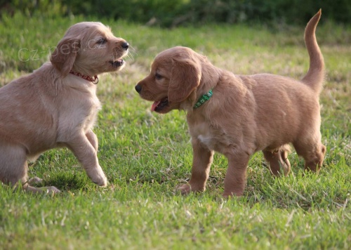 zdrav� �t��ata irsk� setr 