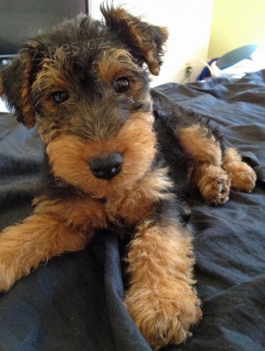 Ohromuj�c� Welsh Terrier �t��ata.