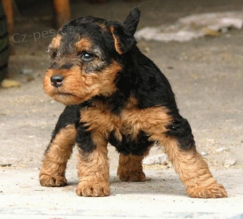 Ohromuj�c� Welsh Terrier �t��ata.