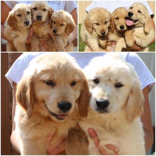 K dispozici jsou samci a samice, smetana, zlat� retr�v�i. Rodina s d�tmi a dal��mi dom�c�mi mazl��ky. Aktu�ln� informace o v�st�elech a od�erven�. Velmi inteligentn� a skv�l� rodinn� mazl��ek