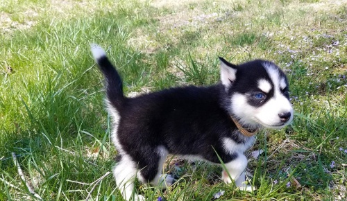 jack russell �t��ata mu� �ena v�st�ely od�erven� kr�tk� nohy kr�tk� srsti hn�d� a b�l�