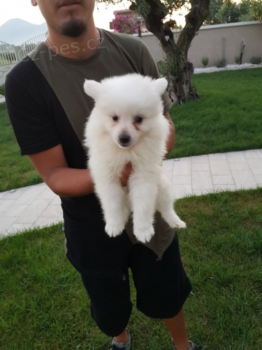 N�meck� �pic �t��ata hledaj� sv� nov� nav�dy domov