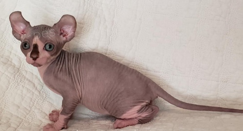 Zdrav� ko�ata Sphynx