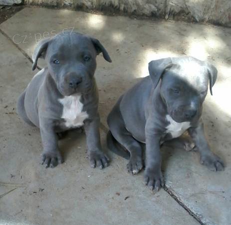 Pitbull �t��ata