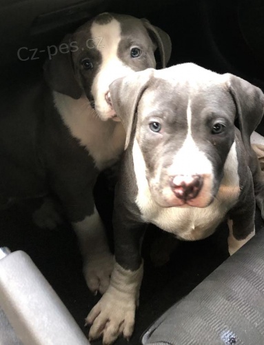 Pitbull �t��ata