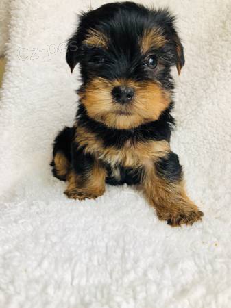 Rozko�n� ��lek Yorkie �t��ata