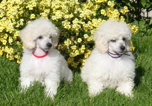  zdrav� �t��ata pudl 