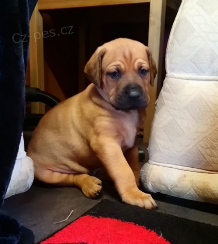 roztomil� �t���tka cht�j� sv�j nov� domov