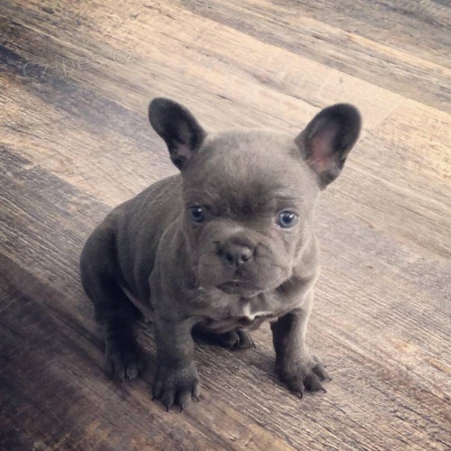 Francouzsk� buldo�ek �t��ata