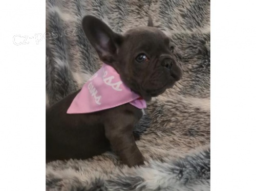 Francouzsk� buldo�ek �t��ata