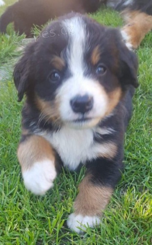 �t��ata bernsk� sala�nick� pes