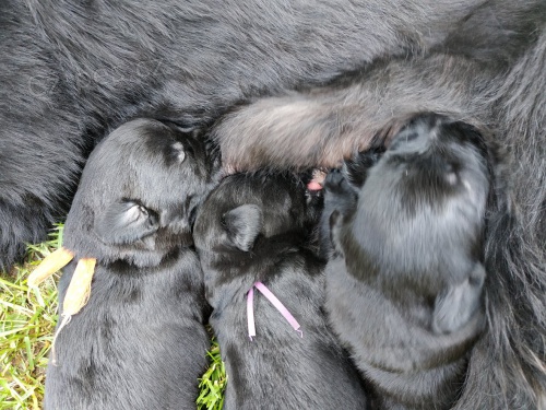 Velk� kn�ra� s PP