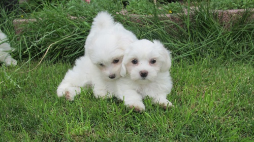 zdrav� �t���tka maltsk� 