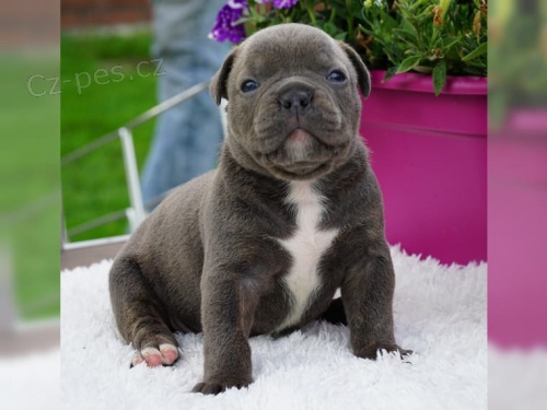 zdrav� �t��ata anglick� buldok