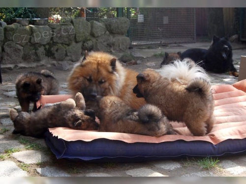 �t��ata Eurasier, kter� v�s zaj�maj�, zanech�vaj� sv� jm�no a ��slo a brzy v�m zavol�m ... P�ijdou se v�emi sv�mi z�b�ry