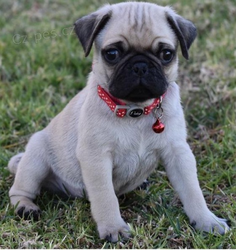 miluj�c� Mops �t��ata