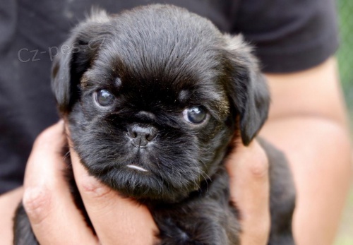 Bruselsk� �t���tka grifonka k dispozici jsou samci a samice, �t��ata budou o�kov�na, kontrolov�na veterin��em, ocasy zakotveny a od�erveny