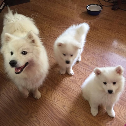 Americk� Eskimo �t��ata dostupn�. Narodili se doma. Jsou to v�st�ely a od�erven�. Jsou vychov�v�ni s mal�mi d�tmi a jin�mi zv��aty. Jsou p�epravov�ni p�epravci a za�ali tr�novat mimo no�n�k. 1 rok zdravotn� z�ruka.