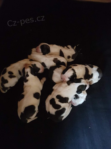 �t��ata moskevsk� str�n� pes