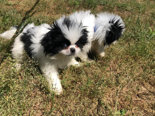 Japonsk� Chin �istokrevn� �t���tka jsou nyn� k dispozici   �t��ata p�ipravena na nov� domovy. Jsou aktu�ln� na v�st�ely a od�erven�, registrovan�, zaru�en� zdrav�,