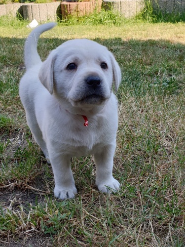  zdrav� �t��ata labrador�t� retr�v�i 