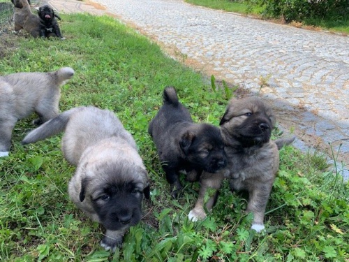 Kavkazsk� pasteveck� pes