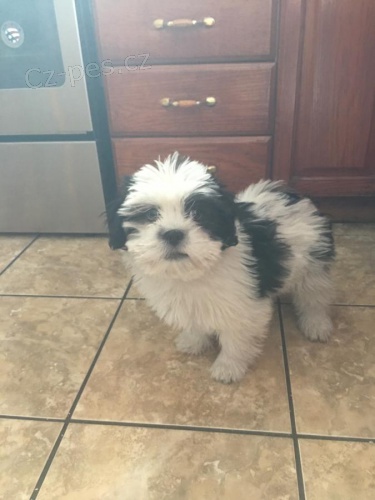 �t��ata Lhasa apso pro adopci mu�sk�ch a �ensk�ch populac� vyrostla rodina a d�ti p��telsk�, mal� plemeno, snadn� tr�nov�n�, z�b�ry veterin��e kontrolovan�,